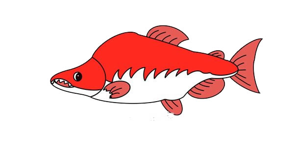 大马哈鱼简笔画画法
