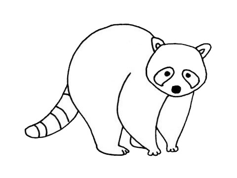 小浣熊儿童简笔画