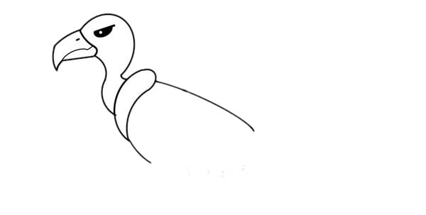 彩色秃鹫简笔画步骤