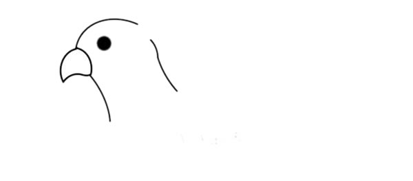 漂亮的彩色鹦鹉简笔画