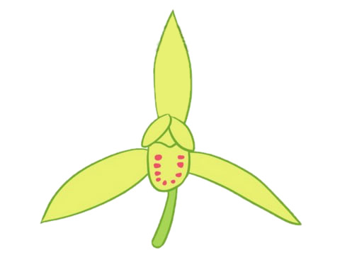 关于兰花的简笔画
