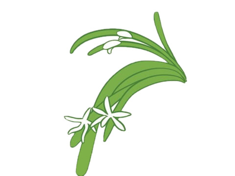 简单涂色的兰花简笔画