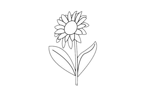 一组关于菊花的简笔画大全