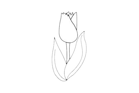 一组关于郁金香的简笔画大全