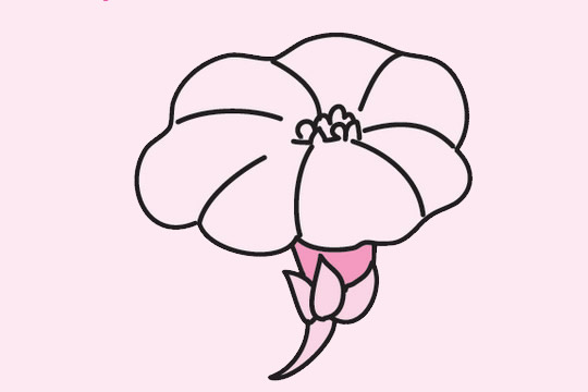 一组关于牵牛花的简笔画大全