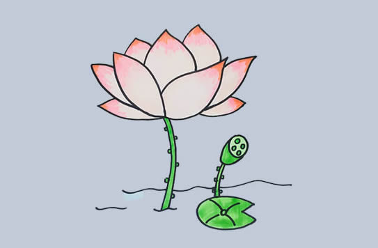 漂亮的荷花简笔画教程