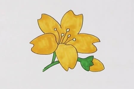 漂亮的迎春花简笔画教程
