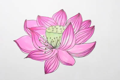 生动逼真的荷花简笔画