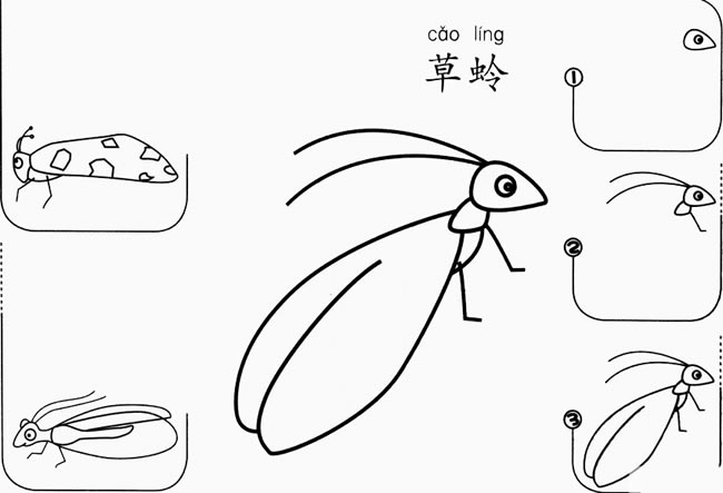草蛉简笔画