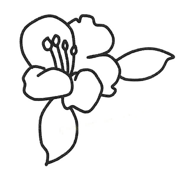 简单的茶花怎么画