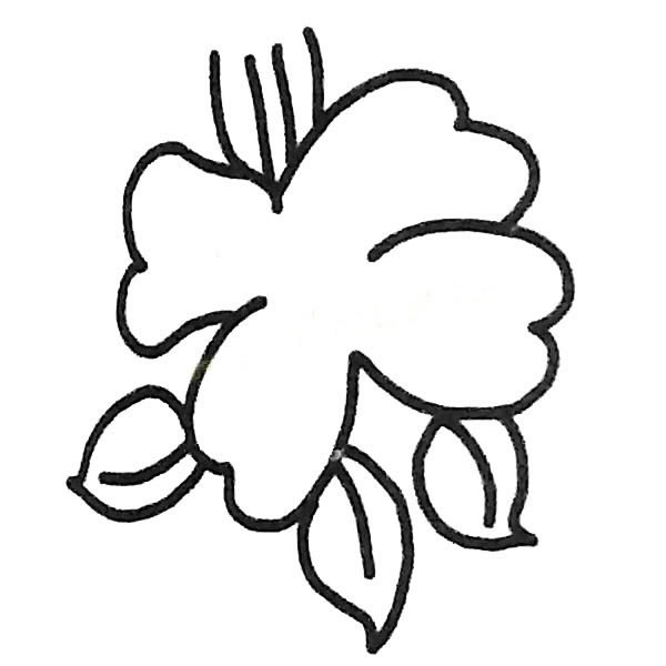 关于茶花的简笔画