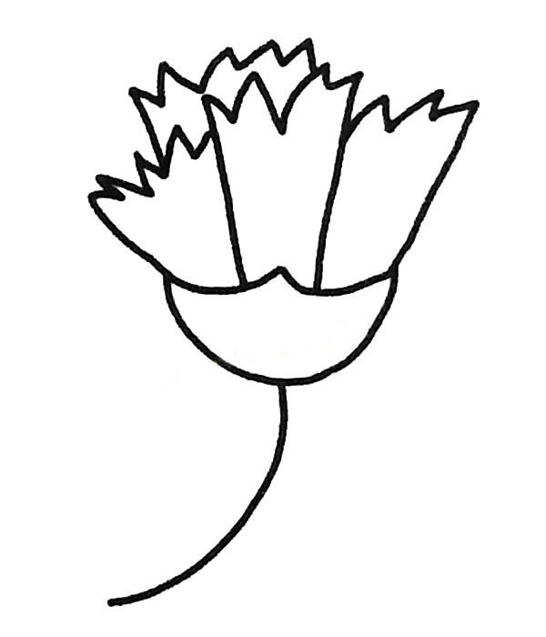 康乃馨的简单画法