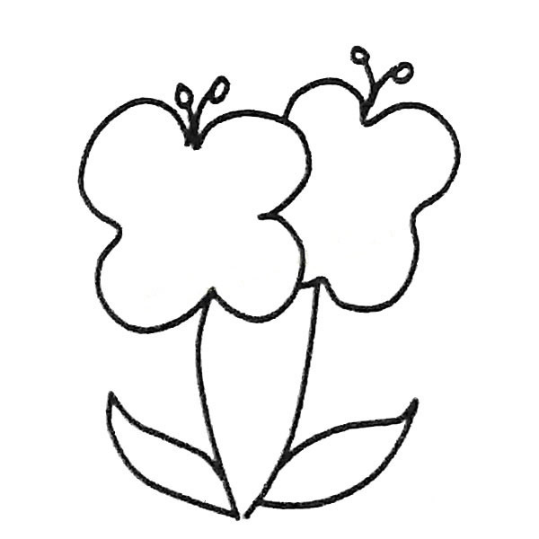 两朵蝴蝶兰的简笔画