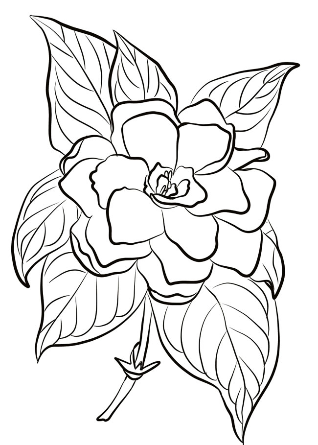 一朵大栀子花的简笔画