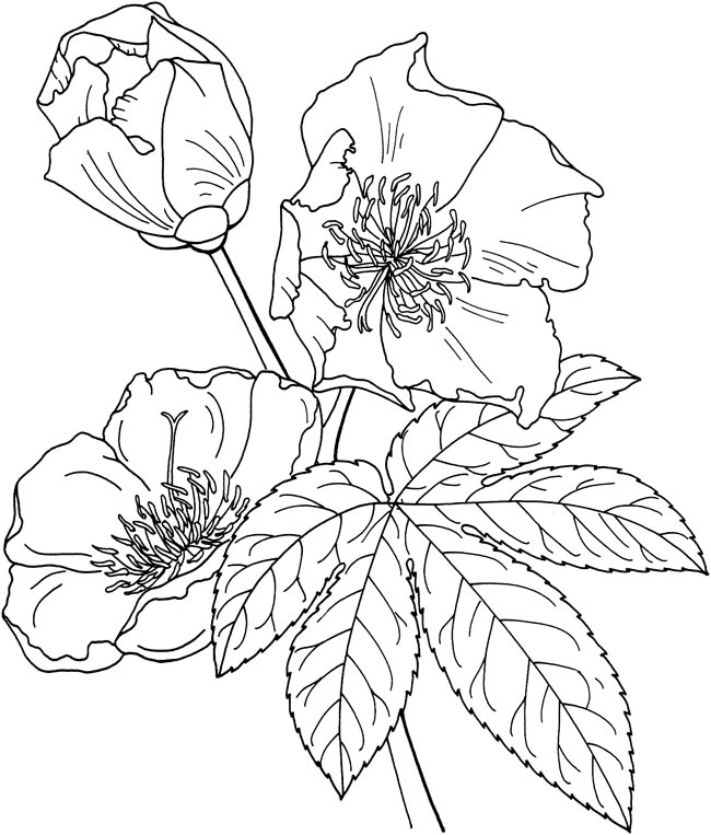 关于迎春花的简笔画
