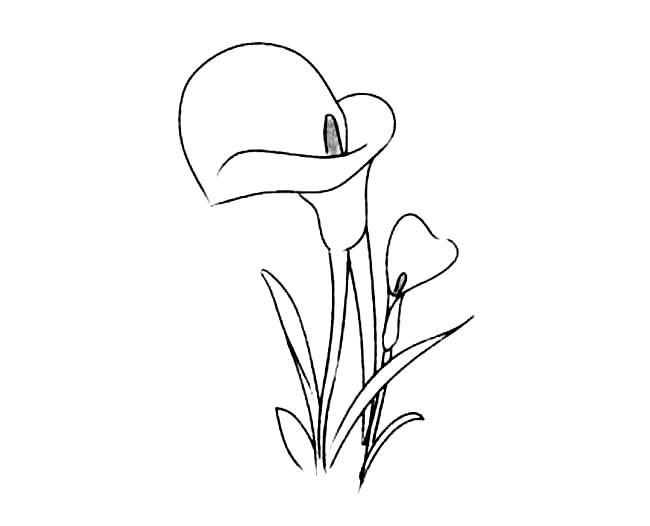 简单的百合花怎么画