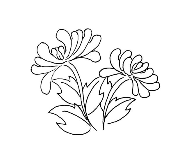简单的菊花怎么画