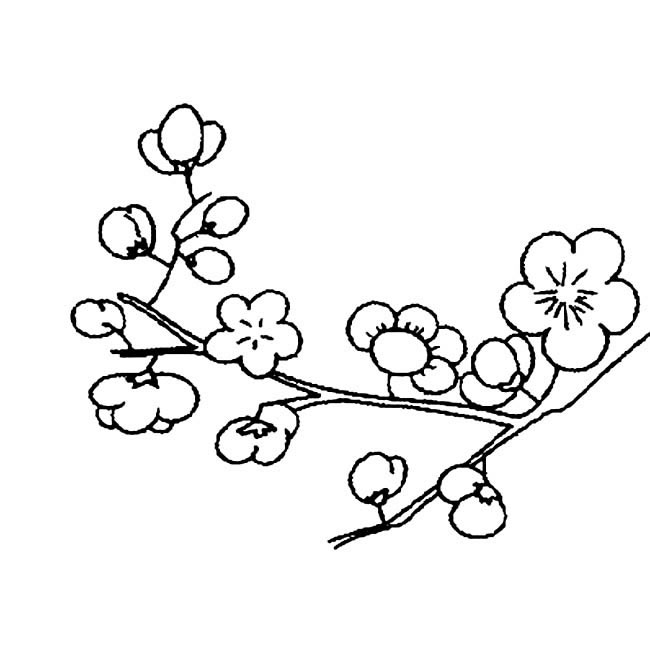 简单的梅花怎么画
