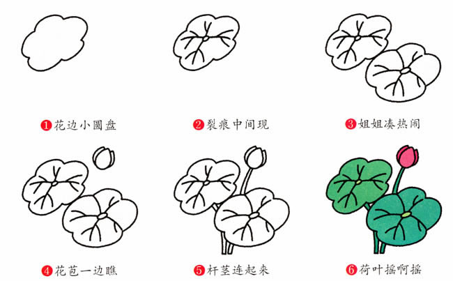 涂色的荷花简笔画教程