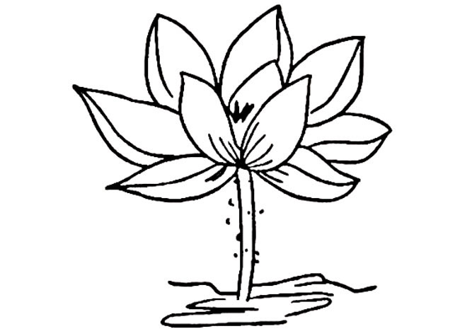 荷花的简单画法