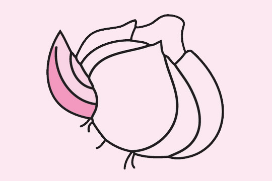 掰开的大蒜简笔画