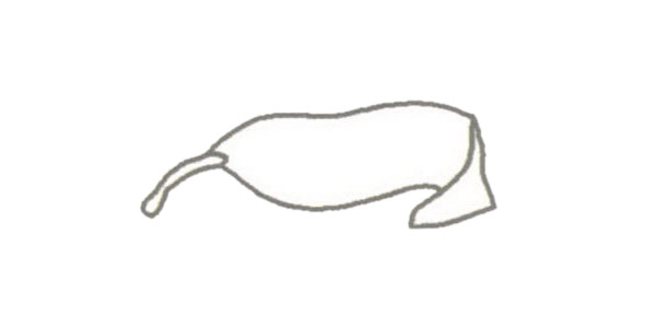 玉米简笔画的画法