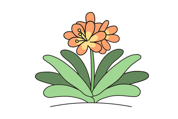 漂亮的君子兰简笔画 漂亮的君子兰简笔画
